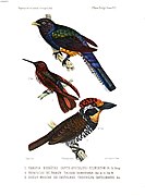 Bucco tamatia pulmentum, Aglaeactis castelnaudii e Trogon ramonianus