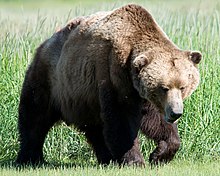 Brúnbjörn (U. arctos) í Hallo Bay, Katmai National Park, Alaska