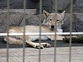 天王寺動物園