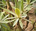 Euphorbia atropurpurea var. atropurpurea