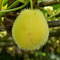 * Nomination: Fruit, Hedgehog gourd (Cucumis dipsaceus), Mawphanlur --Tagooty 00:39, 26 October 2024 (UTC) * * Review needed