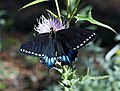 Papilio indra (Short-tailed Black Swallowtail)