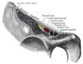 Structures passing behind the inguinal ligament.