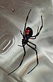 In this picture, the black widow's characteristic red hourglass is clearly visible.