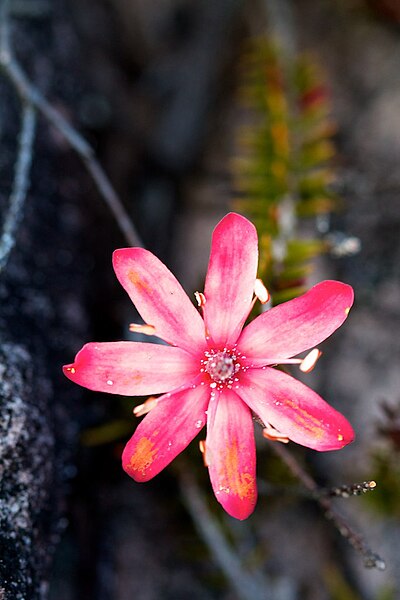 File:Ledothamnus sessiliflorus flower.jpg