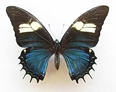 Femelle normale de Papilio androgeus