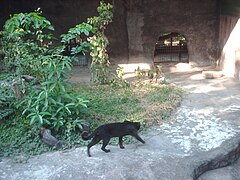 Una forma melanica allo zoo di Tulhakon.