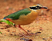 Pitta brachyura.jpg