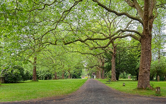 Plane tree esplanade at the historic city cemetery (Stadtfriedhof) in Göttingen, Germany.