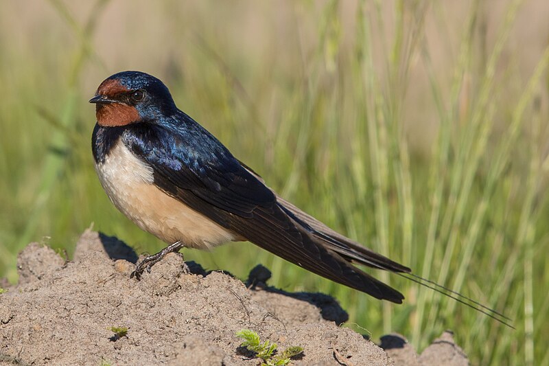 File:Rauchschwalbe Hirundo rustica.jpg