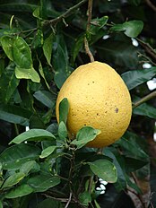 Pomelo, Citrus maxima