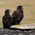 Caracara austral