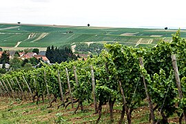 Saulheim, Weinberge.jpg