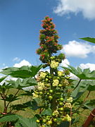 Tribus Acalypheae, subtribus Ricininae: Wunderbaum (Ricinus communis)