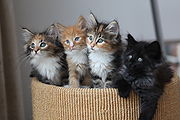 So are Dutch Kittens!