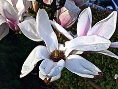 Magnolia and dew (2465650266).jpg