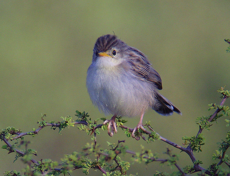 File:Madagascar Cisticola - Cisticola cherina.jpg