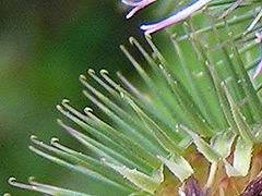 Petits crochets sur un fruit de bardane (Arctium Lappa).