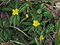 Bogláros szellőrózsa (Anemone ranunculoides)