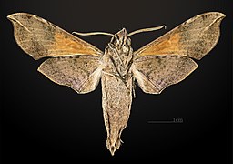 Male underside