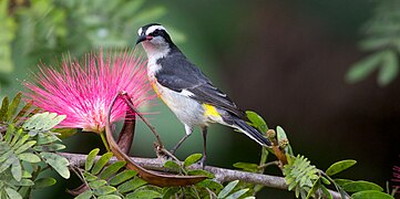 Banansmett (Coereba flaveola) på Andros