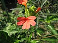 Crossandra nilotica