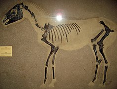 Equus ferus.jpg