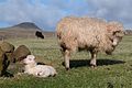 Sheeps in Suðuroy.