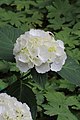 * Nomination Hydrangea macrophylla. A beautiful white hydrangea.-- Famberhorst 15:45, 14 August 2013 (UTC) * Promotion Good quality. --JLPC 17:05, 14 August 2013 (UTC)