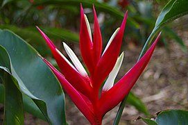 Heliconia angusta, Mt Coot-tha Botanic Gardens, Toowong IMGP0062.jpg