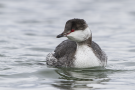 Horned Grebe Pine Point.png