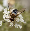 pestřenka horská Leucozona glaucia