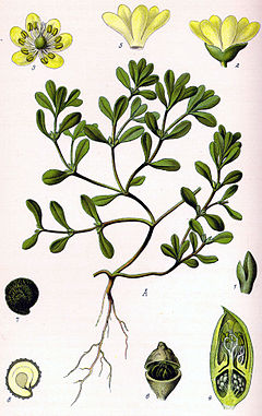 Description de l'image Illustration Portulaca oleracea0.jpg.