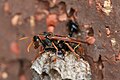 Unidentified wasp