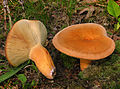 Ryzec syrovinka (Lactarius volemus)