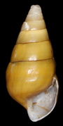 April 13: shell of snail Pleurocera prasinatum