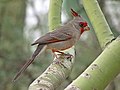 Cardenal pardo.