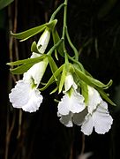 Prosthechea mariae