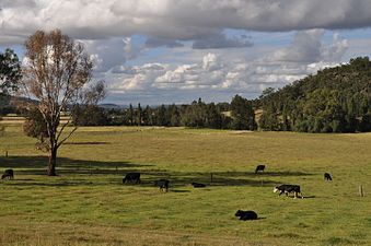 Rural scene near Milbrodale, NSW.