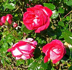 'Rose Gaujard', Gaujard 1957 'Peace' × seedling of 'Opera'