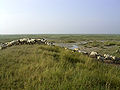 Sheep in France