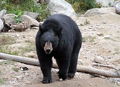 Ursus americanus