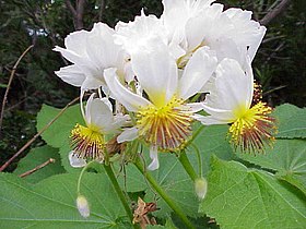 Sparmannia africana