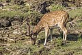 * Nomination Sri Lankan spotted deer (Axis axis ceylonensis) male --Charlesjsharp 11:39, 18 March 2022 (UTC) * Promotion  Support Good quality. --Virtual-Pano 15:50, 18 March 2022 (UTC)