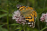 Vanessa cardui (Distelvlinder)