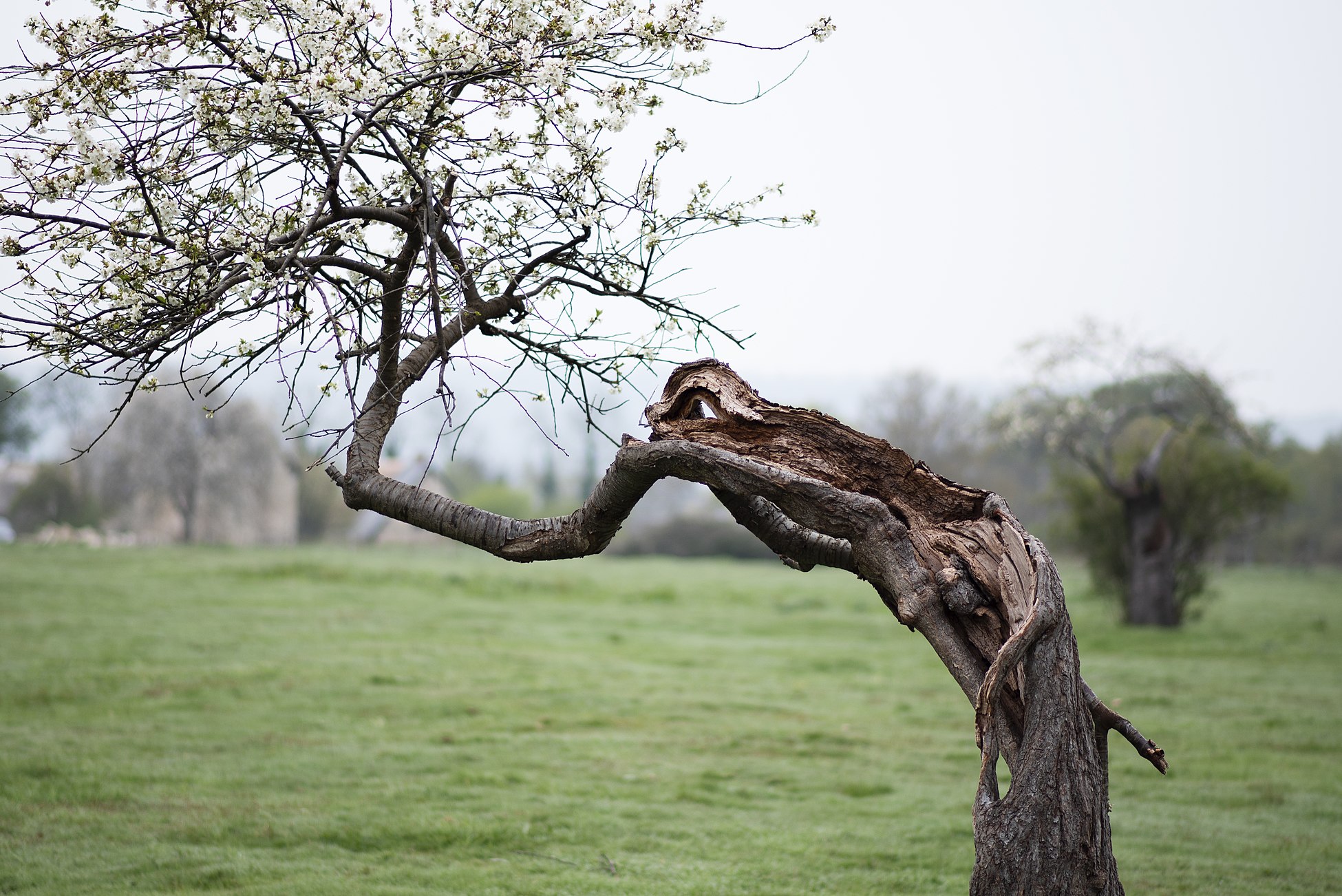 Un arbre.