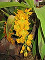 Cycnoches loddigesii