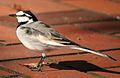 Motacilla alba lugens