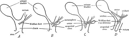 Diagrammen om de veranderingen in de cloaca bij zoogdieren tijdens de ontwikkeling te illustreren. A, vroeg embryonaal stadium, waarbij de cloaca wordt getoond die de urineblaas, het rectum en de gang van Wolff ontvangt, zoals bij de lagere gewervelde dieren. B, later stadium, toont het begin van de plooi die de cloaca verdeelt in een ventraal deel van de sinus urogenitalis dat de urineblaas, gangen van Wolff en urineleiders ontvangt en in een dorsaal deel dat de endeldarm ontvangt. C, verdere voortgang van de plooi, waarbij de cloaca wordt verdeeld in de sinus urogenitalis en het rectum; de urineleider is gescheiden van de gang van Wolff en verschuift naar voren. D, voltooiing van de plooi, die de volledige scheiding van de cloaca in het ventrale deel van de sinus urognitalis en het dorsale deel van het rectum laat zien.