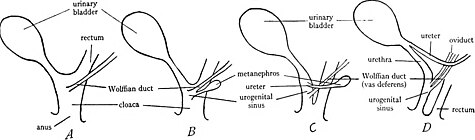 Diagrammen om de veranderingen in de cloaca bij zoogdieren tijdens de ontwikkeling te illustreren. A, vroeg embryonaal stadium, waarbij de cloaca wordt getoond die de urineblaas, het rectum en de gang van Wolff ontvangt, zoals bij de lagere gewervelde dieren. B, later stadium, toont het begin van de plooi die de cloaca verdeelt in een ventraal deel van de sinus urogenitalis die de urineblaas, gangen van Wolff en urineleiders ontvangt en in een dorsaal deel dat de einddarm ontvangt. C, verdere voortgang van de plooi, waarbij de cloaca wordt verdeeld in de sinus urogenitalis en het rectum; de urineleider is gescheiden van de gang van Wolff en verschuift naar voren. D, voltooiing van de plooi, die de volledige scheiding van de cloaca in het ventrale deel van de sinus urogenitalis en het dorsale deel van het rectum laat zien.